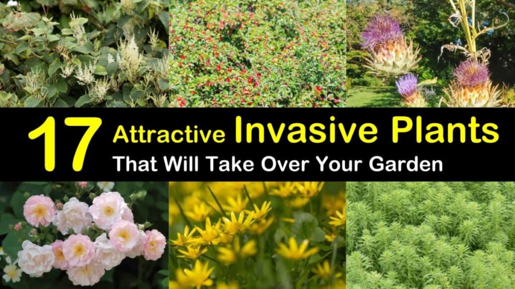 invasive weed